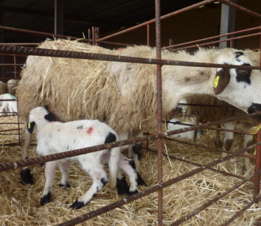 ASAJA insta al gobierno a poner en marcha, con urgencia, medidas destinadas a ayudar a los ganaderos