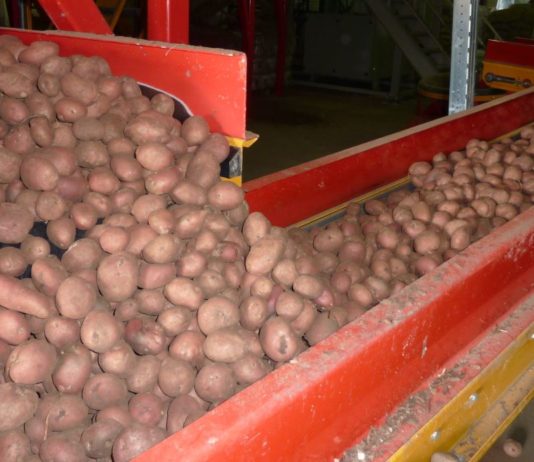 La Interprofesional de la Patata se reúne con la Junta y la distribución