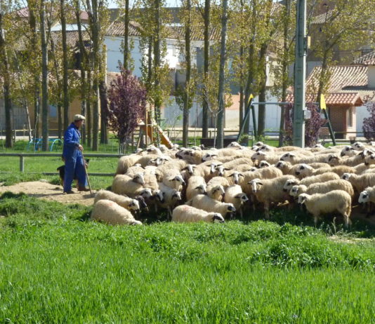 Publicado un estudio sobre el impacto económico de toxoplasma en ovino