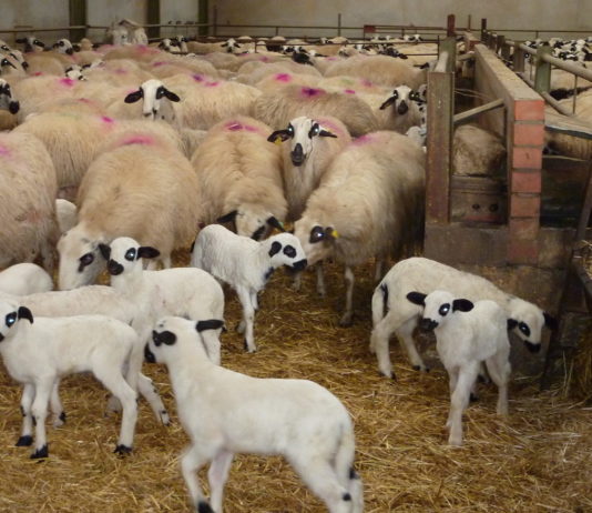 Aprobadas las ayudas para ganaderos de ovino y caprino con dificultades de comercialización
