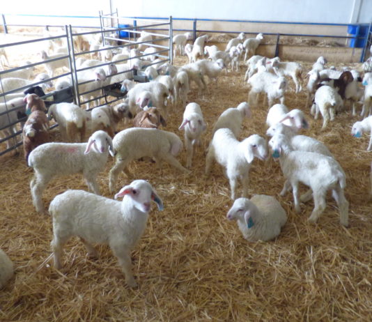 El fin de las jaulas en ganadería a partir del 2023