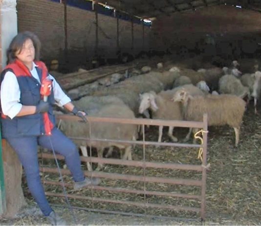 Campo Palentino 28 mayo 2020