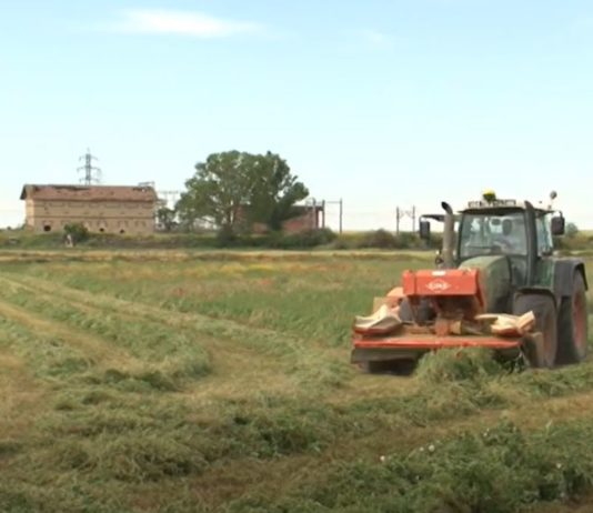Campo Palentino 21 mayo 2020