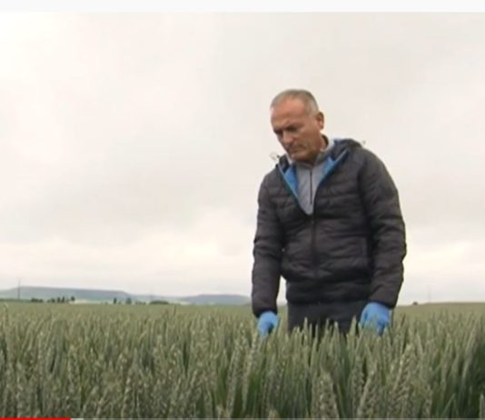 Campo Palentino 14 mayo 2020