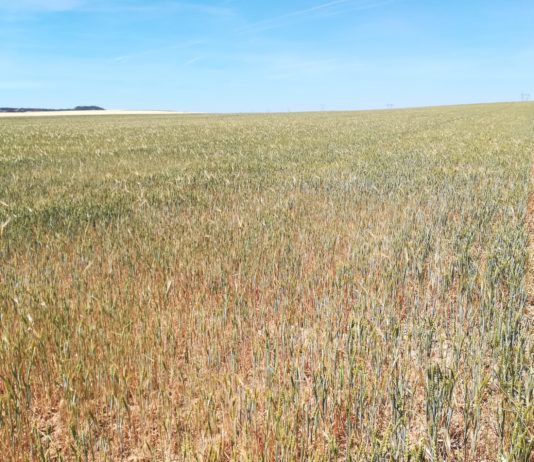 Ayudas para obtener avales de SAECA a explotaciones agrarias afectadas por sequía en 2019