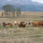 Curso: Bienestar animal en el transporte de animales vivos