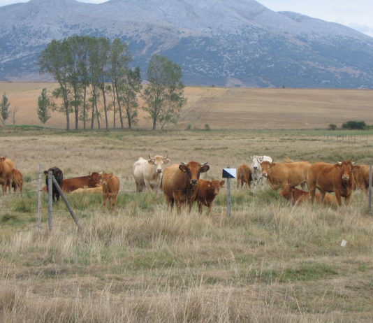 Repunta la tuberculosis bovina en Palencia, mientras la brucelosis confirma dos años sin nuevos casos