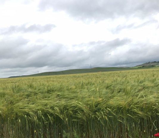 ASAJA Palencia denuncia la especulación existente en el mercado de cereales