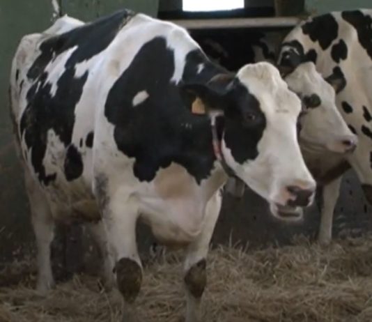 Campo Palentino 4 junio 2020