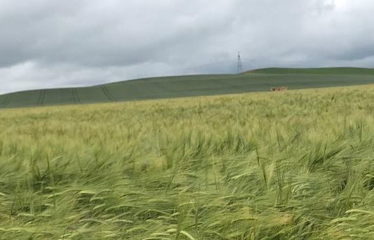 Bonificación del 5% para los seguros de cultivos herbáceos contratados hasta el 15 de noviembre