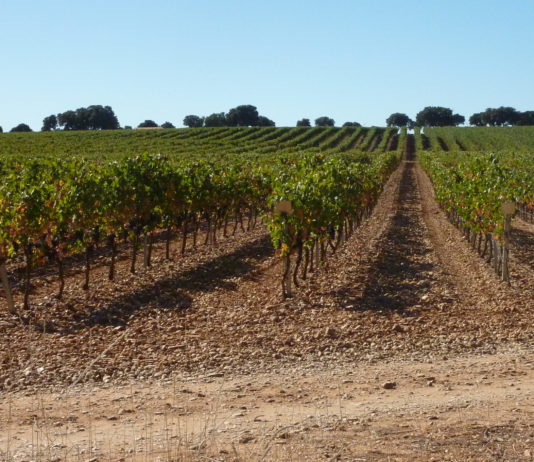 ASAJA advierte que las ayudas al sector del vino son insuficientes y que hay que apoyar claramente al eslabón más débil, el viticultor