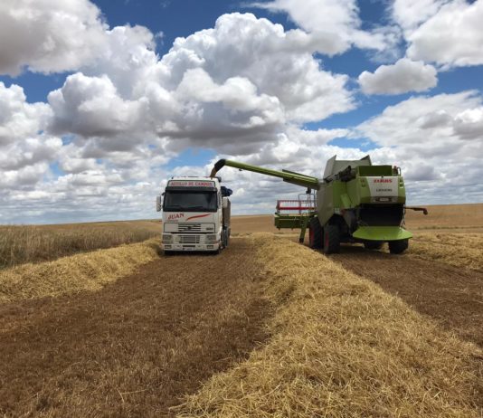 ASAJA ve signos de mejoría en los mercados internacionales del cereal y pide prudencia a los agricultores a la hora de vender en cosecha