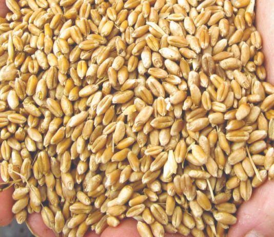 España necesita importar 12 millones de toneladas de cereal