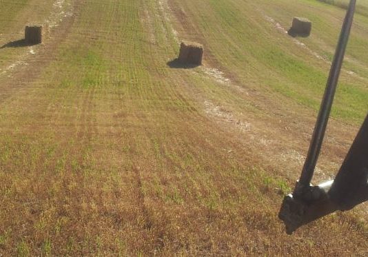 El seguro de forrajes amplía sus coberturas al daño por sequía en alfalfa