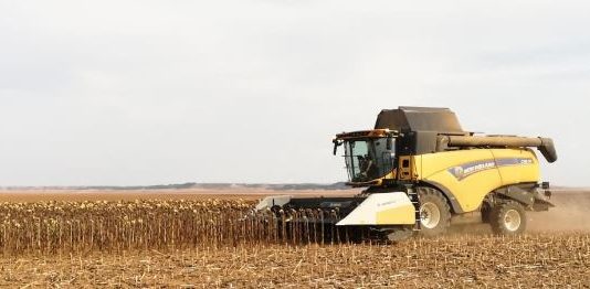 Cambio de tendencia en los precios del girasol, que ya supera los 400 € / Tm en los mercados internacionales