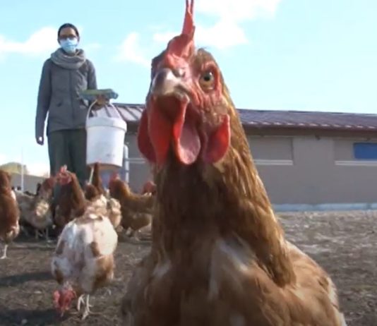 Campo Palentino 15 octubre 2020