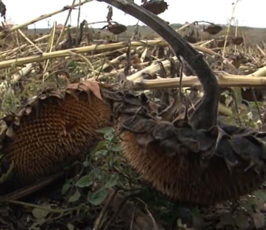 Campo Palentino 29 octubre 2020