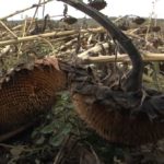 caratula-programa-29-oct