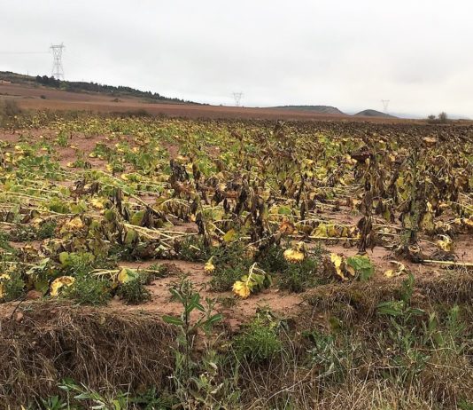 La borrasca Bárbara causa daños en el girasol y la patata del norte de la provincia