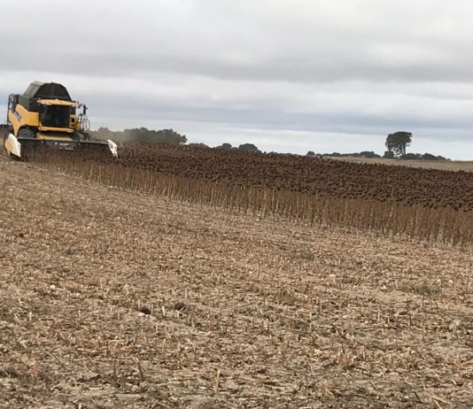 Campo Palentino 8 octubre 2020