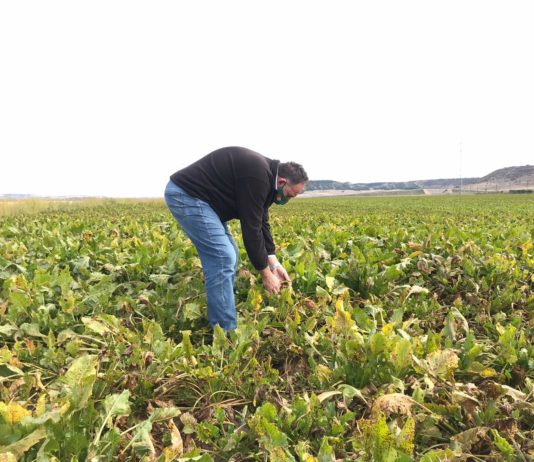 Unión del sector agroalimentario en defensa del azúcar y la remolacha de la Comunidad