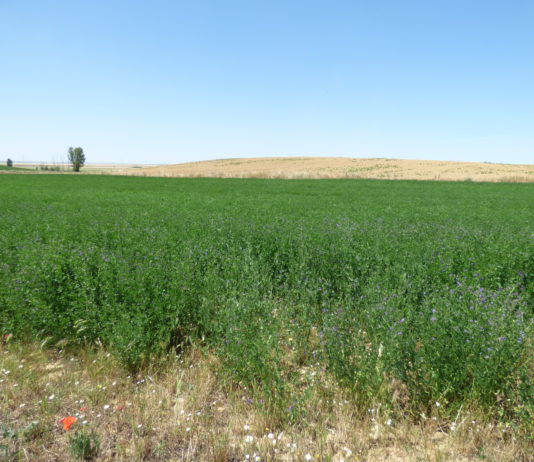 ASAJA valora positivamente que la Consejería incremente el apoyo a la suscripción del seguro de cultivos forrajeros