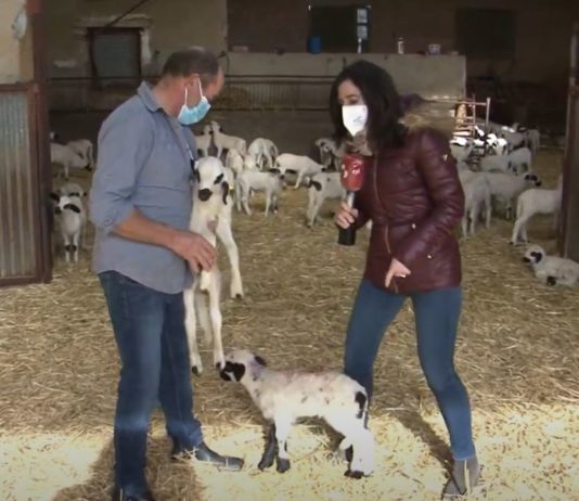 Campo Palentino 26 noviembre 2020