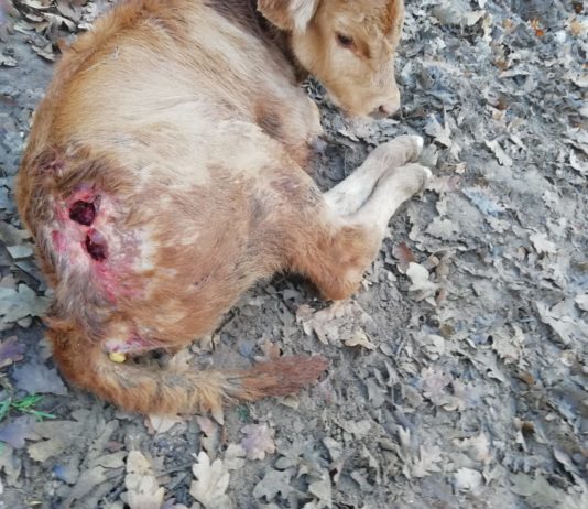 ASAJA Palencia denuncia un ataque de buitres en Berzosilla que se salda con un ternero muerto