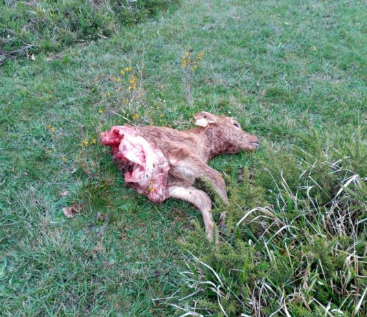 La Audiencia Nacional admite a trámite el recurso de la Junta frente a la orden del lobo