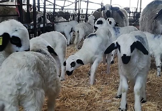 ASAJA Palencia pide a los consumidores que apoyen al sector agroganadero y al comercio de proximidad ante las fechas navideñas