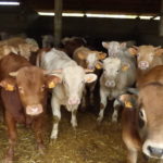 Ampliado hasta el 4 de marzo el plazo de solicitud de las ayudas a los cebaderos