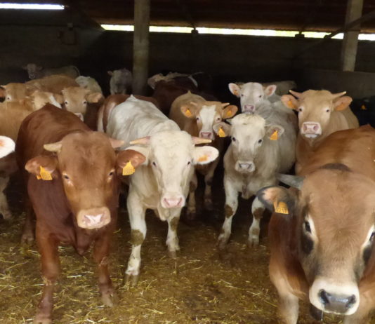 Abierto el centro de desinfección de vehículos de transporte de animales de Guardo