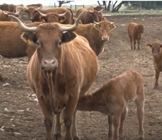 El Pleno del Parlamento Europeo quiere prohibir antibióticos esenciales para el ganado