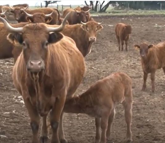 Campo Palentino 10 diciembre 2020