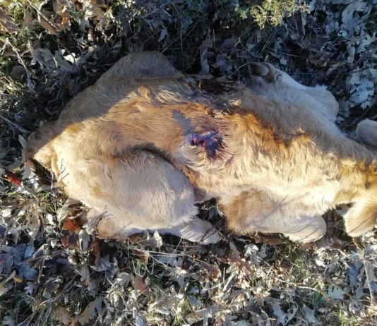 Tres ataques de buitres, en mes y medio, en una explotación de vacuno del norte