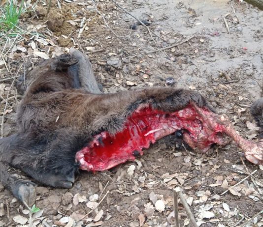 ASAJA, COAG y UPA muestran su rotundo rechazo al documento sobre la estrategia de gestión del lobo planteado por el Ministerio de Transición Ecológica