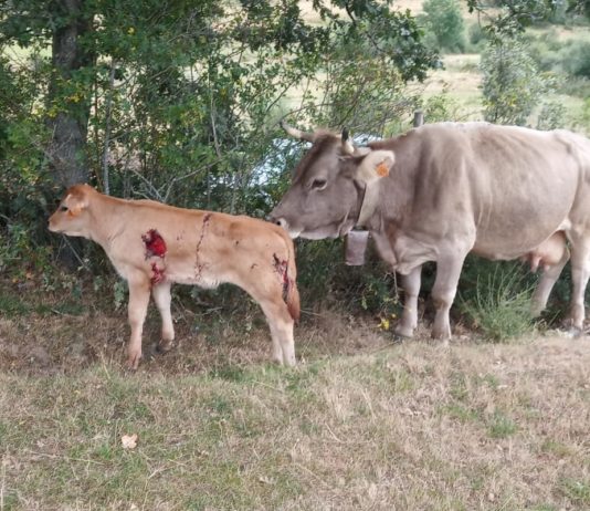 Las organizaciones agrarias exigirán la retirada inmediata de la orden que pretende declarar al lobo especie protegida