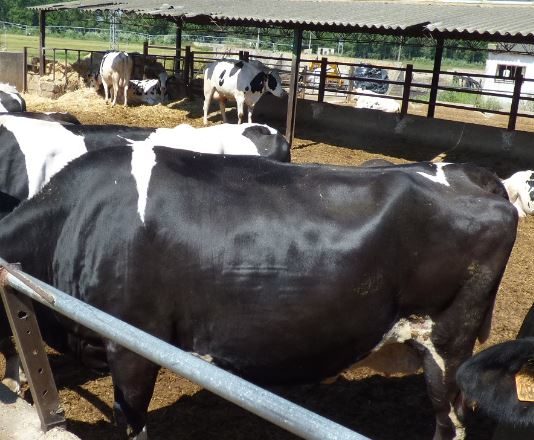 Los ganaderos denuncian “injerencias” para reventar el estudio de la cadena de valor de la leche
