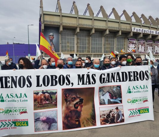 Caravana de tractores y coches por las calles de Valladolid en contra de la sobreprotección del lobo