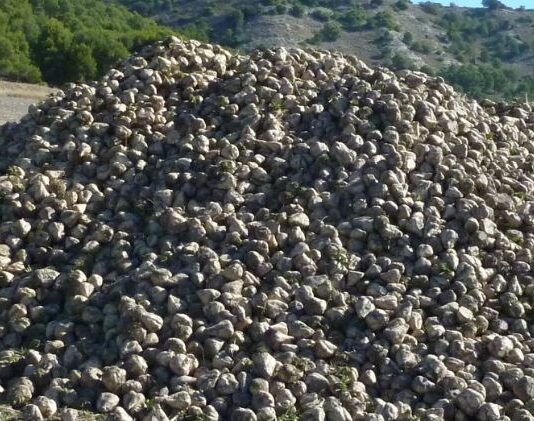 ASAJA gana a Azucarera el arbitraje por la bajada del precio de la remolacha en 2019