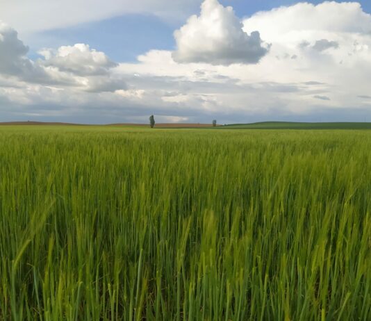 Más trigo y menos cebada en el mundo esta campaña