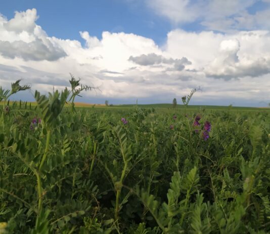 El FEGA publica el importe del pago asociado a los cultivos proteicos