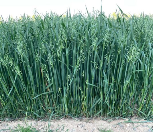 La UE está realizando un informe sobre el glifosato