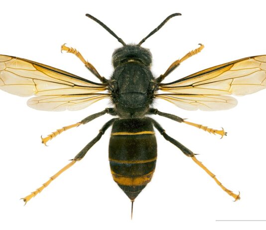 Una amplia extensión de la provincia de Palencia tiene presencia confirmada o probable de avispa asiática