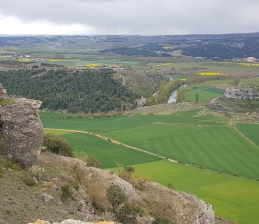 Las plantas obtenidas con nuevas técnicas genómicas son tan seguras como las convencionales