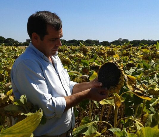 Pedro Gallardo reelegido presidente del Grupo de Trabajo «Fitosanitarios» del COPA-COGECA