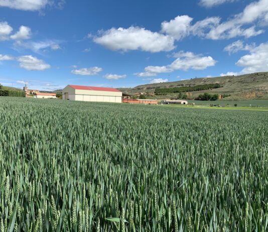El campo celebra San Isidro con esperanzas por la cosecha, pero sobre todo por el avance del control de la pandemia