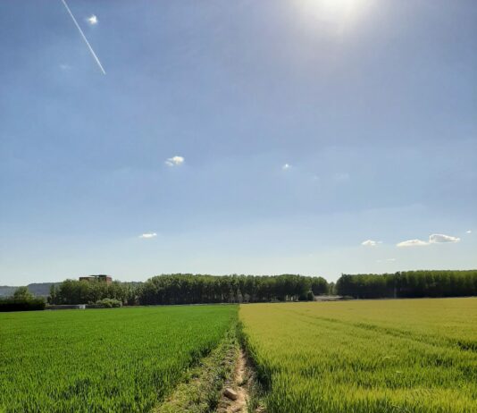 ASAJA vaticina una campaña nacional de cereales en la media de los últimos años