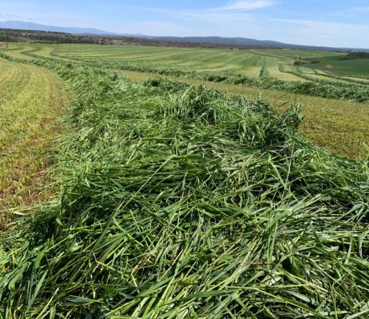 Palencia, segundo productor de raigrás de Castilla y León