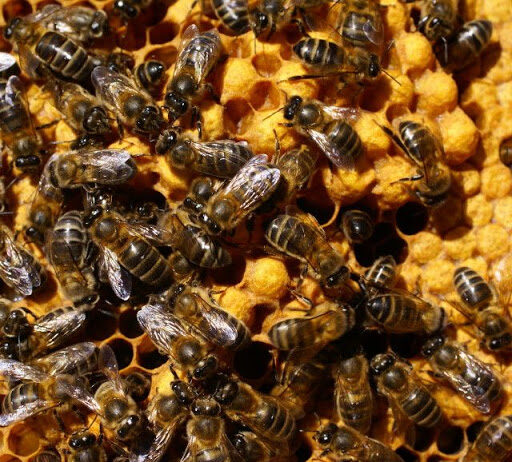 Convocadas ayudas para la mejora de la producción y comercialización de la miel para el año 2022 en Castilla y León